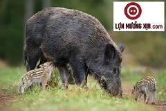 Cách nuôi lợn mán cho năng suất cao