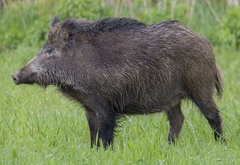 Tìm hiểu về Lợn rừng hoang dã (premium wild boar)