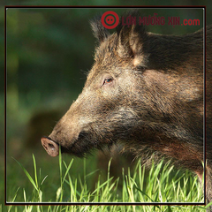 Vì sao cần nắm được giá lợn rừng nguyên con chuẩn ở Hải Phòng?