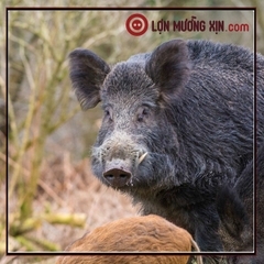 Quá trình chế biến lợn rừng nguyên con đặc sản