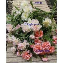 Hoa cẩm chướng - Giá bán lẻ