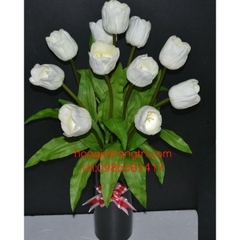 Hoa tulip cao su trắng
