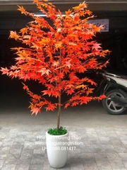 Cây lá phong đỏ