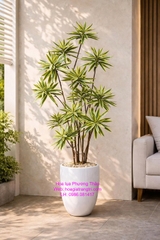 Cây trúc thủy trúc giả