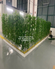 Cây trúc quân tử giả