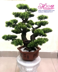 Cây tùng bonsai 4