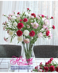 Hoa cẩm chướng - HCB336
