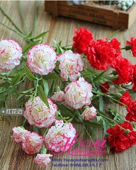 Hoa cẩm chướng mẫu 3 - HC245