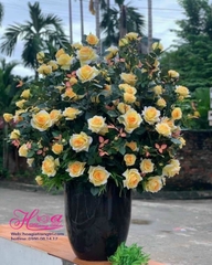 Hoa giả-Chậu hoa hồng vàng