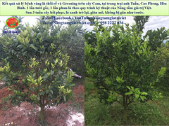 Phân bón gốc ECO Hydro - Cung cấp hữu cơ, Đạm, Protein..