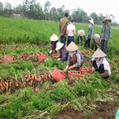 Cà Rốt trồng bằng phương pháp sinh học theo quy trình kỹ thuật của Nâng Tầm Giá Trị Việt