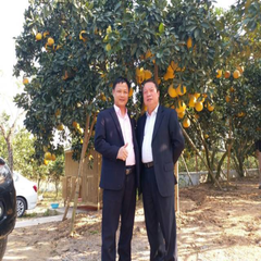 Bưởi Diễn được chăm sóc  bằng phương pháp sinh học từ quy trình của NTGTV