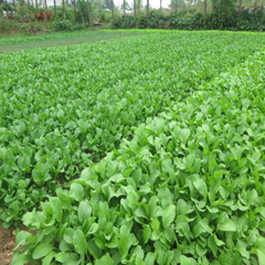 Rau trồng bằng phương pháp sinh học theo quy trình của NTGTV tại Ứng Hòa - Hà Nội