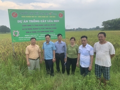 TRÀ MẦM GẠO ĐEN VFARM