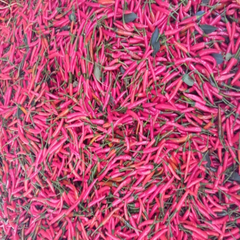 Ớt tươi, trồng theo quy trình kỹ thuật của NTGTV