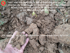 PHÂN BÓN SINH HỌC TRICHODERMA - CÔNG NGHỆ ISRAEL