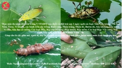 Thảo mộc đa năng diệt côn trùng V-VFARM của Nâng tầm Giá trị Việt