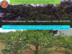SIÊU CANXI BO ĐẬM ĐẶC