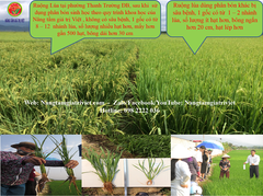 Phân bón gốc ECO Hydro - Cung cấp hữu cơ, Đạm, Protein..