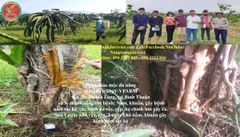 Thảo mộc đa năng diệt côn trùng V-VFARM của Nâng tầm Giá trị Việt