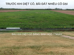 Diệt cỏ bằng sinh học, vừa bổ sung vi sinh vào đất, khi cỏ chết sẽ hoai mục thành phân.