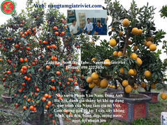 SIÊU CANXI BO ĐẬM ĐẶC