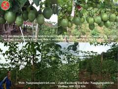 KALI SỮA ĐẬM ĐẶC