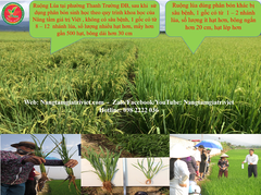 SIÊU CANXI BO ĐẬM ĐẶC