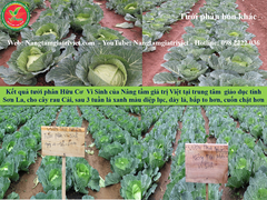 SIÊU CANXI BO ĐẬM ĐẶC