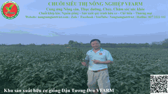 TRÀ MẦM NGŨ CỐC THẢO MỘC VFARM