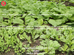NANO CHITOSAN: PHÒNG, TRỪ NẤM, VI KHUẨN - CÔNG NGHỆ ISRAEL