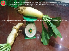 SIÊU CANXI BO ĐẬM ĐẶC