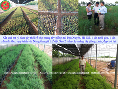 SIÊU CANXI BO ĐẬM ĐẶC