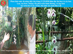 SIÊU CANXI BO ĐẬM ĐẶC