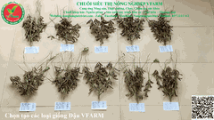 TRÀ MẦM NGŨ CỐC THẢO MỘC VFARM