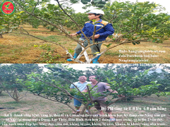 KALI SỮA ĐẬM ĐẶC