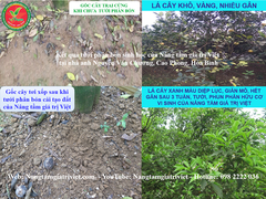 SIÊU CANXI BO ĐẬM ĐẶC