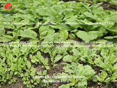 Phân bón gốc ECO Hydro - Cung cấp hữu cơ, Đạm, Protein..