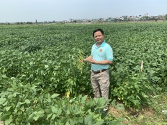 Giống Đậu Xanh