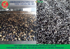 TRÀ MẦM ĐẬU ĐEN VFARM
