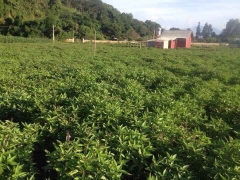 TINH DẦU HÚNG QUẾ