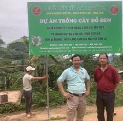 TRÀ MẦM ĐẬU ĐEN VFARM