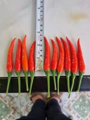 SẢN PHẨM ỚT : TƯƠI - SẤY LẠNH - NGHIỀN BỘT - TINH DẦU - GIA VỊ BỘT - GIA VỊ TÚI SỆT