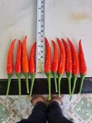 SẢN PHẨM ỚT : TƯƠI - SẤY LẠNH - NGHIỀN BỘT - TINH DẦU - GIA VỊ BỘT - GIA VỊ TÚI SỆT