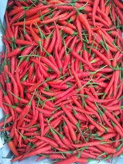 SẢN PHẨM ỚT : TƯƠI - SẤY LẠNH - NGHIỀN BỘT - TINH DẦU - GIA VỊ BỘT - GIA VỊ TÚI SỆT
