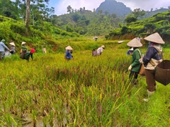 MỲ CHŨ GẠO ĐEN RAU CỦ VFARM