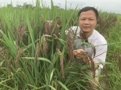 MỲ CHŨ GẠO ĐEN RAU CỦ VFARM