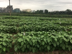 TRÀ MẦM ĐẬU XANH VFARM