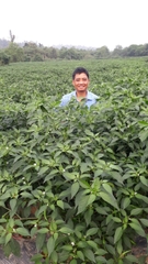 SẢN PHẨM ỚT : TƯƠI - SẤY LẠNH - NGHIỀN BỘT - TINH DẦU - GIA VỊ BỘT - GIA VỊ TÚI SỆT