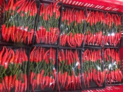 SẢN PHẨM ỚT : TƯƠI - SẤY LẠNH - NGHIỀN BỘT - TINH DẦU - GIA VỊ BỘT - GIA VỊ TÚI SỆT